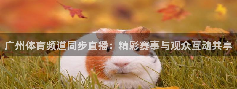 龙门直播间在线观看：广州体育频道同步直播：精彩赛事与观众互动共享